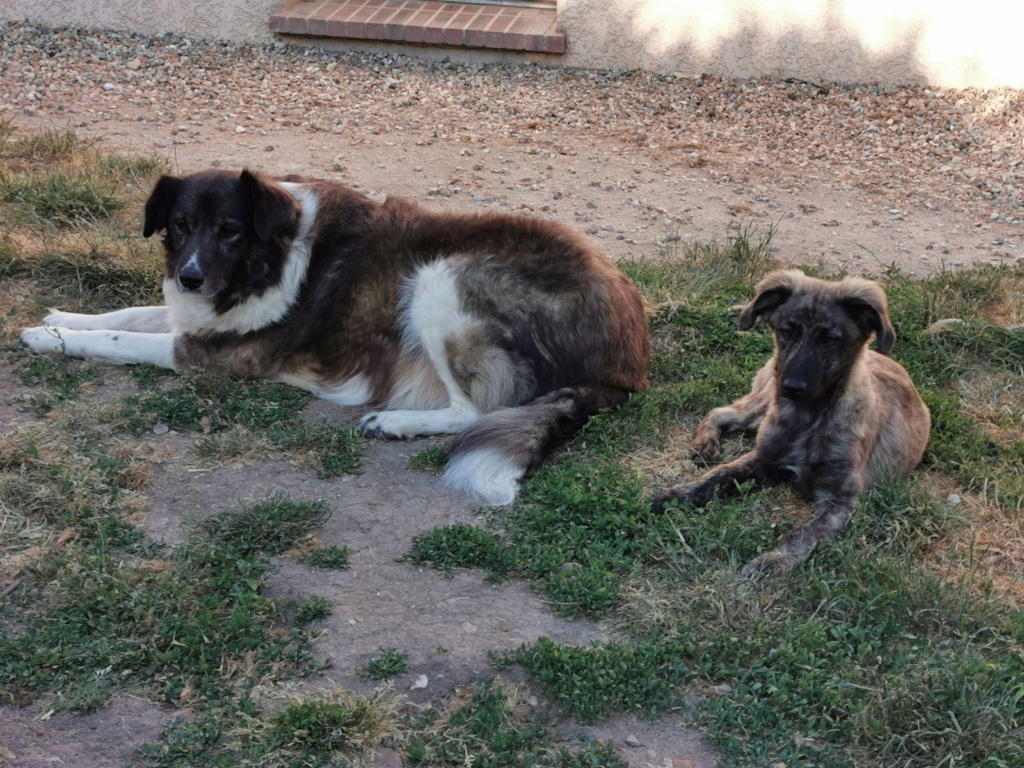 CHARLY (ex MACARON) - Chiot mâle croisé de taille moyenne à l'âge adulte - Né environ en Novembre 2022 - Adopté par Thérèse en France (dpt 27) 35038810