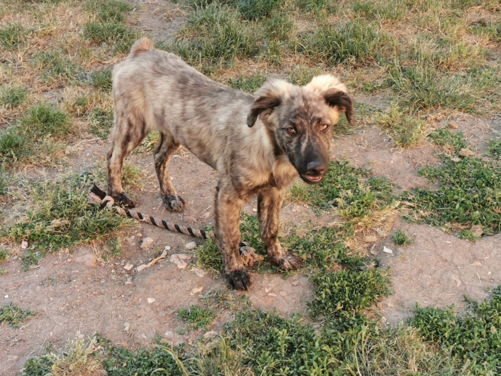 CHARLY (ex MACARON) - Chiot mâle croisé de taille moyenne à l'âge adulte - Né environ en Novembre 2022 - Adopté par Thérèse en France (dpt 27) 35088610