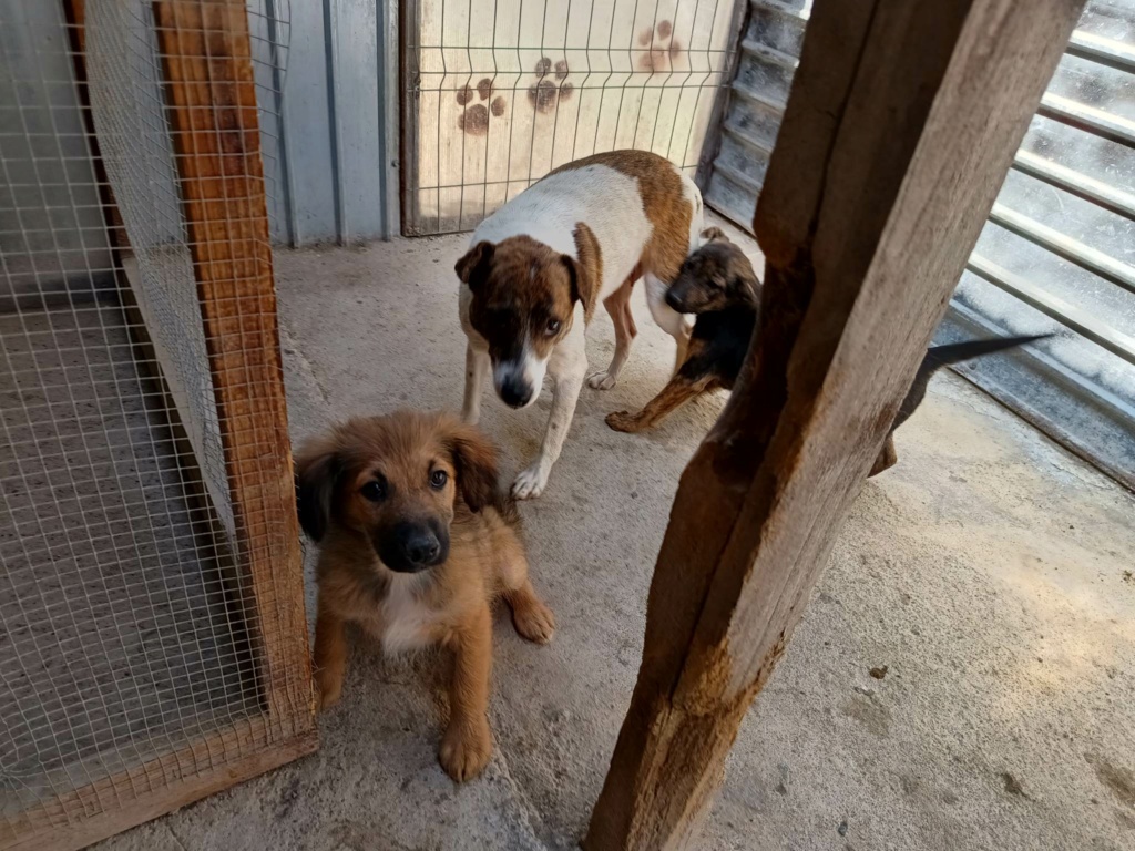 OSCAR - Chiot mâle croisé de taille moyenne à l'âge adulte - Né environ en Février 2023 - Refuge de Oana - Réservé en Allemagne 35152911