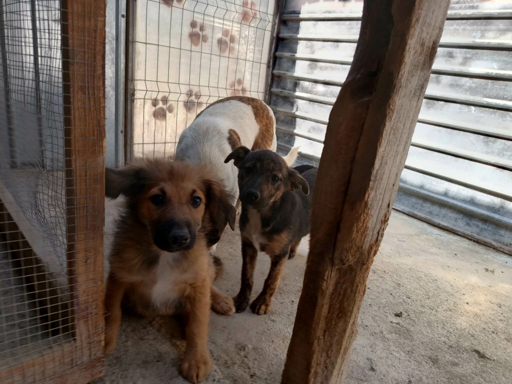 OSCAR - Chiot mâle croisé de taille moyenne à l'âge adulte - Né environ en Février 2023 - Refuge de Oana - Réservé en Allemagne 35153411