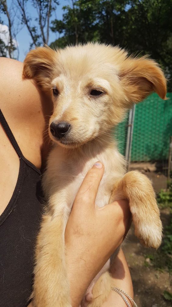 FOX (ex CHAD) - Chiot mâle croisé de taille moyenne à l'âge adulte - Né environ en Avril 2023 - Refuge de Monica - Adopté par Virginie en Belgique 35213310