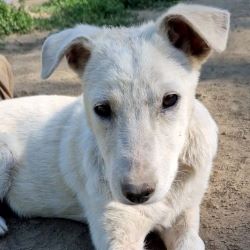 LIAA - Chiot femelle croisée de taille moyenne à l'âge adulte - Née environ en Janvier 2022 - Refuge de Camelia - Adoptée par Florence en France (dpt 38) 35220411