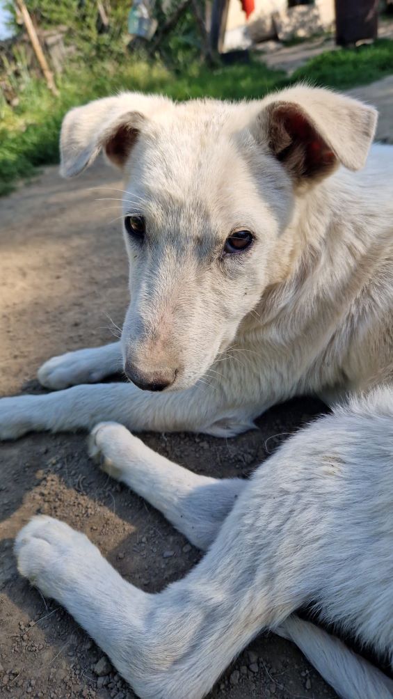 LIAA - Chiot femelle croisée de taille moyenne à l'âge adulte - Née environ en Janvier 2022 - Refuge de Camelia - Adoptée par Florence en France (dpt 38) 35238510