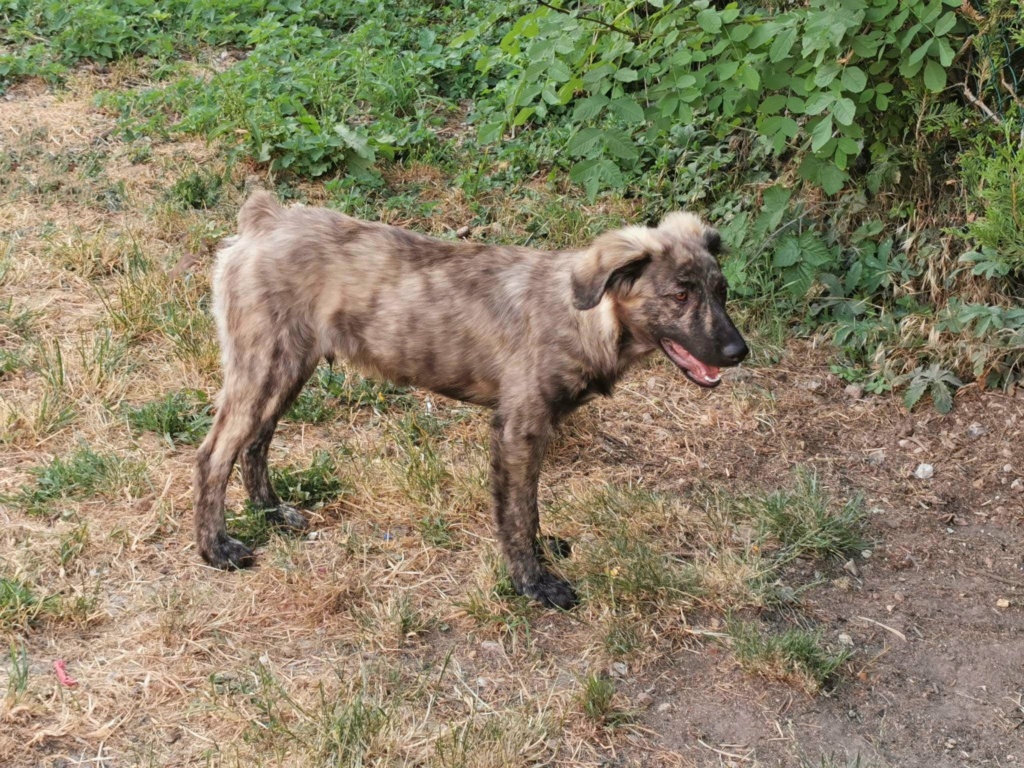 CHARLY (ex MACARON) - Chiot mâle croisé de taille moyenne à l'âge adulte - Né environ en Novembre 2022 - Adopté par Thérèse en France (dpt 27) 35283810