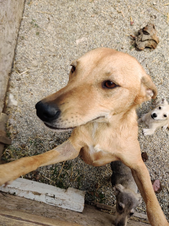 SELMA - Femelle croisée de taille moyenne (15 kg) - Handicapée - Née environ en 2020- Prise en charge par l'association "Jamais sans mon chien " en France  35302611