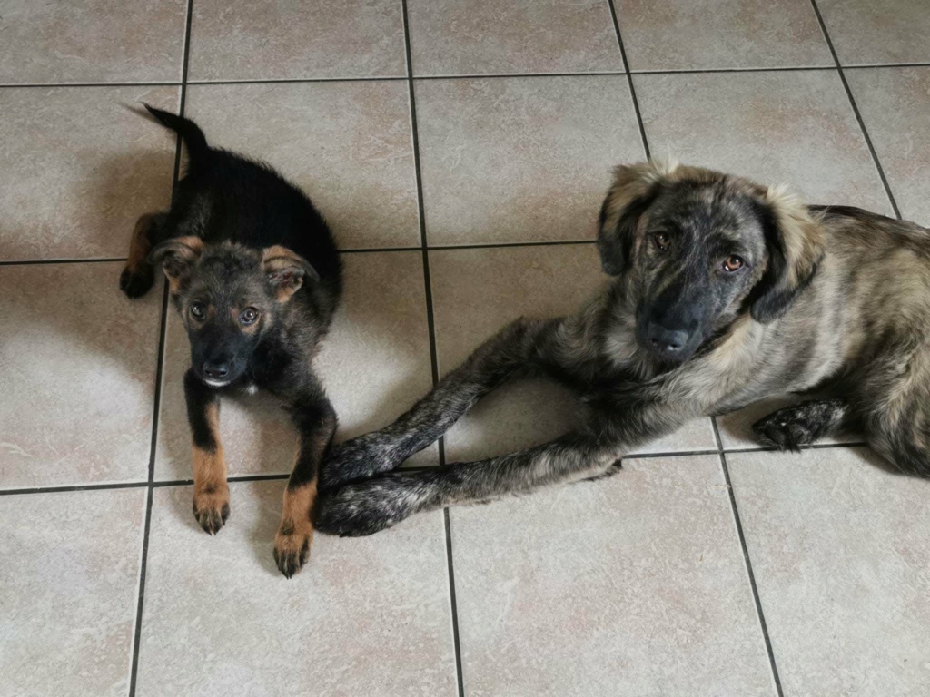 LUIGI - Chiot mâle croisé de taille moyenne à l'âge adulte - Né environ en Février 2023 - Refuge de Monica - Adopté par Thérèse en France ( département 27) 35342510