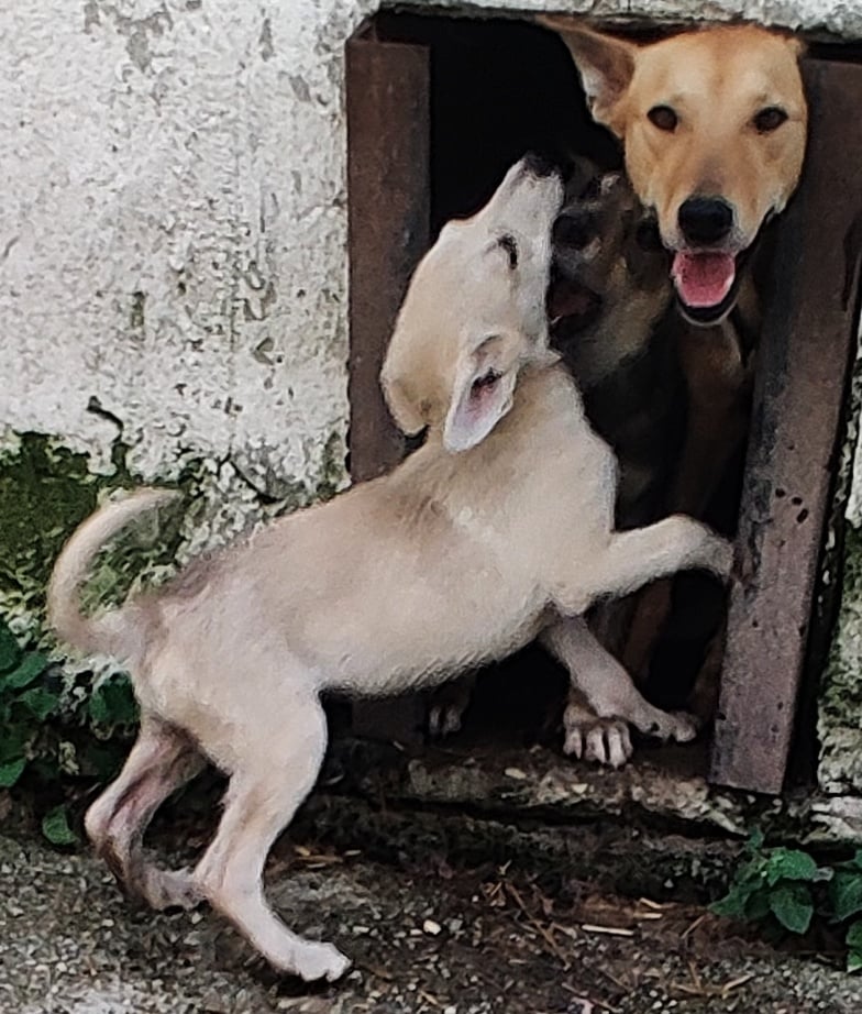 SELMA - Femelle croisée de taille moyenne (15 kg) - Handicapée - Née environ en 2020- Prise en charge par l'association "Jamais sans mon chien " en France  35366511
