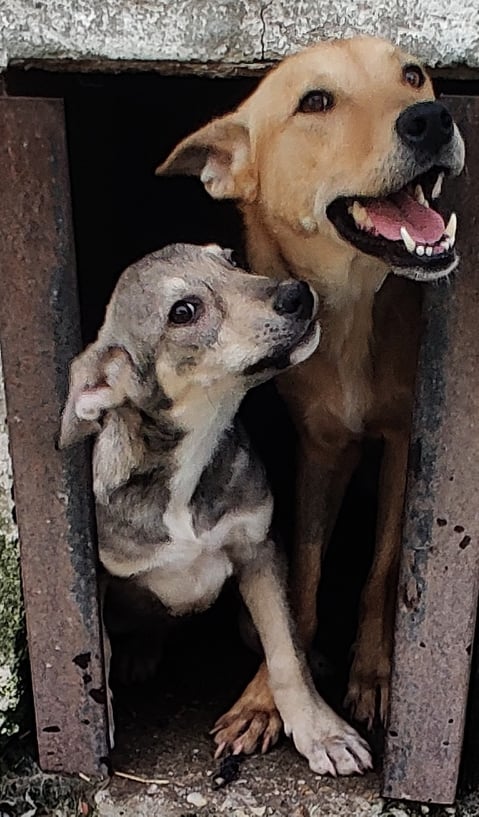 SIMON (ex STAN) - Chiot mâle croisé de taille moyenne à l'âge adulte - Né environ en Mars 2023 - Pris en charge par l'association "Jamais sans mon chien " en France  35370410