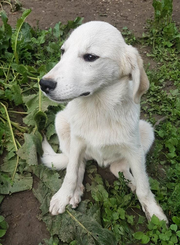 FIGUE - Chiot femelle croisée de taille moyenne à l'âge adulte - Née environ en Janvier 2023 - Refuge de Monica - Adoptée par Cristina en Belgique  35427510