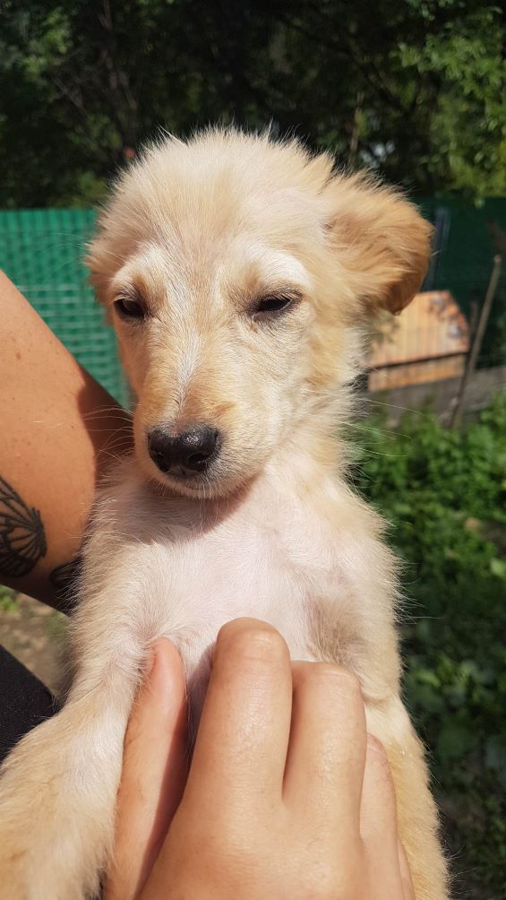 FOX (ex CHAD) - Chiot mâle croisé de taille moyenne à l'âge adulte - Né environ en Avril 2023 - Refuge de Monica - Adopté par Virginie en Belgique 35430010