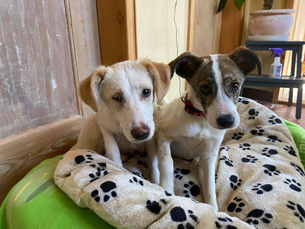 MERCEDES - Chiot femelle croisée de taille moyenne à l'âge adulte - Née environ en Février 2023 - Refuge de Maya - En famille d'accueil chez Thomas en Suisse.  35444412