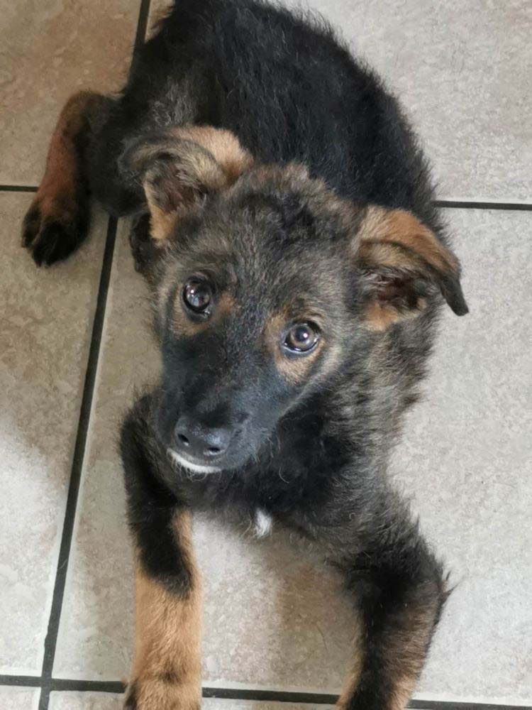 LUIGI - Chiot mâle croisé de taille moyenne à l'âge adulte - Né environ en Février 2023 - Refuge de Monica - Adopté par Thérèse en France ( département 27) 35447410