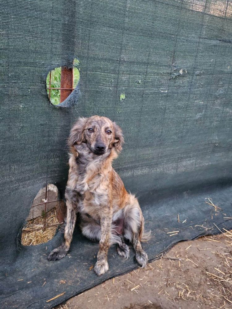 CIRCE (ex AMANDINE) - Femelle croisée de taille moyenne - Née environ en 2021 - Adoptée par Manali en France (dpt 73) 35451610