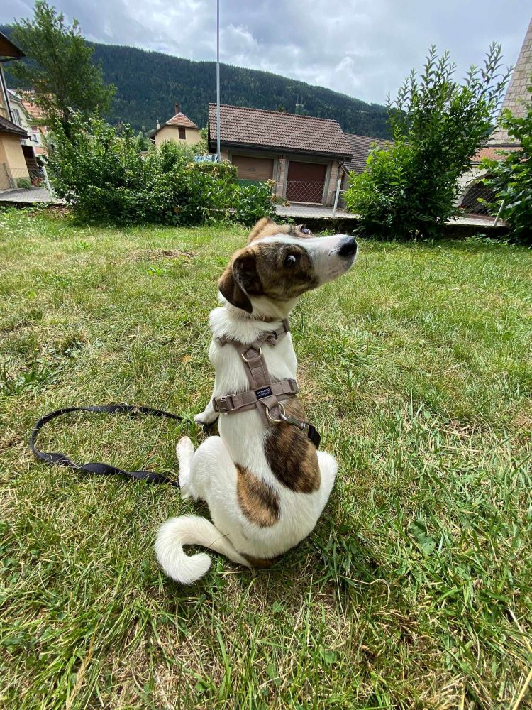 MERCEDES - Chiot femelle croisée de taille moyenne à l'âge adulte - Née environ en Février 2023 - Refuge de Maya - En famille d'accueil chez Thomas en Suisse.  35471110