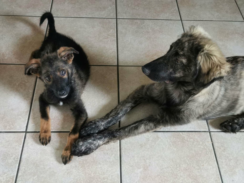 LUIGI - Chiot mâle croisé de taille moyenne à l'âge adulte - Né environ en Février 2023 - Refuge de Monica - Adopté par Thérèse en France ( département 27) 35516410