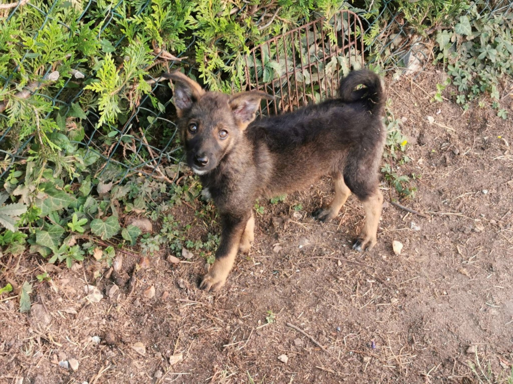 LUIGI - Chiot mâle croisé de taille moyenne à l'âge adulte - Né environ en Février 2023 - Refuge de Monica - Adopté par Thérèse en France ( département 27) 35568810