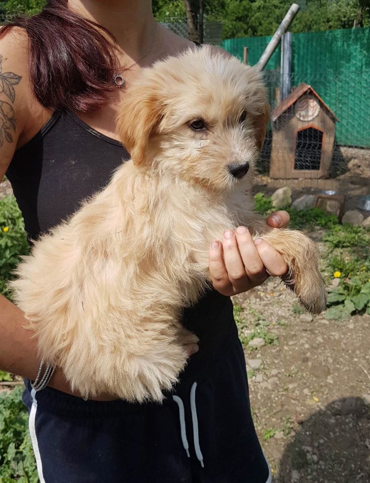 MOZZA (ex SHARPAY) - Chiot femelle croisée de taille moyenne à l'âge adulte - Née environ en Mars 2023 - Refuge de Monica - Adoptée par Léa et Florent en France (dpt 69) 35588010