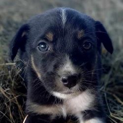 SUKI (ex BEARNAISE) - Chiot femelle croisée de taille moyenne à l'âge adulte - Née environ en Avril 2023 - Adoptée par Anne-Christine en Belgique 35592010