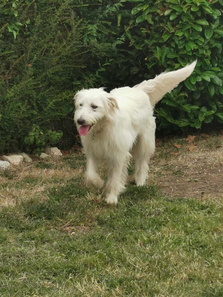 GAÏA (ex PERLA) - Chiot femelle croisée de taille moyenne à l'âge adulte - Née environ en Juin 2022 - Adoptée par Emmanuelle en France (dpt 28) 35603210