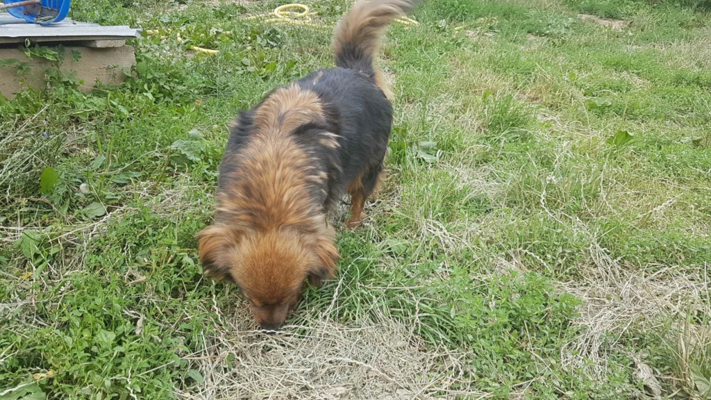 LETI - Femelle croisée de taille petite à moyenne (10/12 kg) - Née environ en 2020 - Refuge de Monica- Adoptée par Laurette en France ( département 77) 35618410