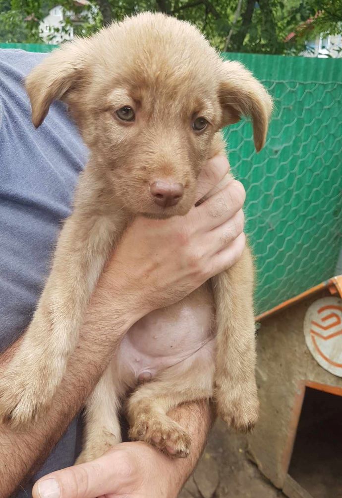 PRALINE - Chiot femelle croisée de taille moyenne à l'âge adulte - Née environ en Avril 2023 - Refuge de Monica - Adoptée par Beata en France (département 78) 35618610