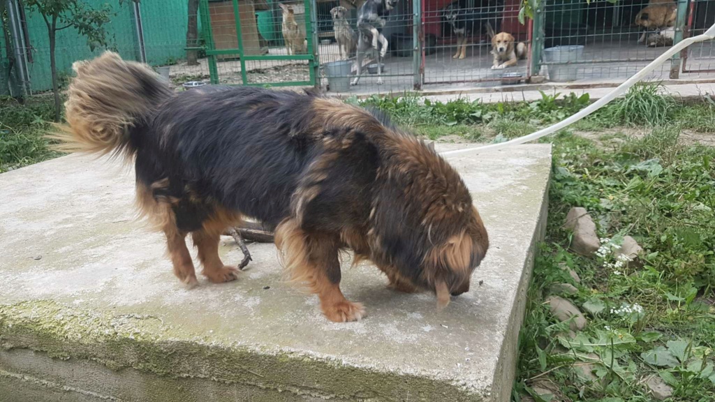 LETI - Femelle croisée de taille petite à moyenne (10/12 kg) - Née environ en 2020 - Refuge de Monica- Adoptée par Laurette en France ( département 77) 35618710