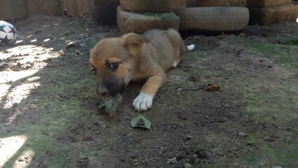 BELLE (ex ANDALOUSE) - Chiot femelle croisée de taille moyenne à l'âge adulte - Née environ en Avril 2023 - Adoptée par Tatiana en Belgique  35628010