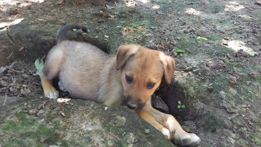 MAYO - Chiot femelle croisée de taille moyenne à l'âge adulte - Née environ en Avril 2023- Adoptée par Lucas en France ( département 41) 35628011