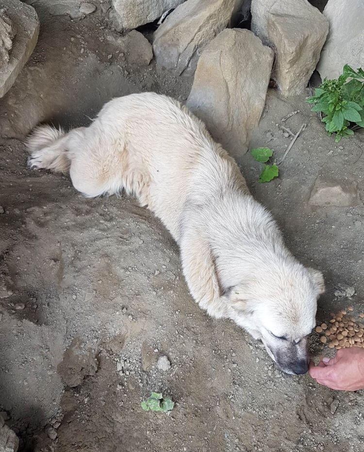 DOLLY - Femelle croisée de taille moyenne à grande (25 kg) - Née environ en 2019/2020 - Refuge de Monica 35679811