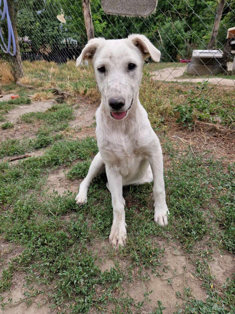 LIAA - Chiot femelle croisée de taille moyenne à l'âge adulte - Née environ en Janvier 2022 - Refuge de Camelia - Adoptée par Florence en France (dpt 38) 35681410