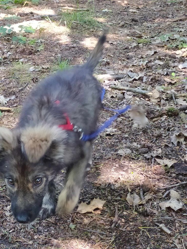 MARLEE (ex BADIANE) - Chiot femelle croisée de taille moyenne à l'âge adulte - Née environ en Mars 2023 - Adoptée par Catherine en Belgique  35697810