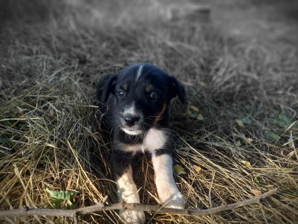 SUKI (ex BEARNAISE) - Chiot femelle croisée de taille moyenne à l'âge adulte - Née environ en Avril 2023 - Adoptée par Anne-Christine en Belgique 35746110