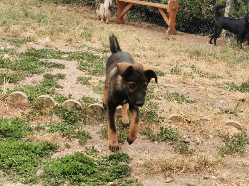 LUIGI - Chiot mâle croisé de taille moyenne à l'âge adulte - Né environ en Février 2023 - Refuge de Monica - Adopté par Thérèse en France ( département 27) 35769810