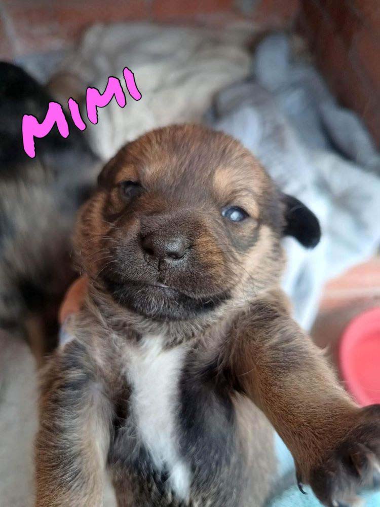 MIMI - Chiot femelle croisée de petite taille à l'âge adulte - Née environ en Mai 2023 - Refuge de Oana -  Réservée en Allemagne 35776510