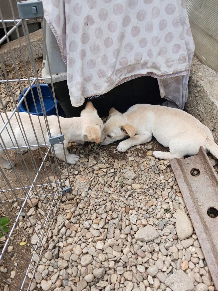 BILLY (ex JULES) -  Chiot mâle croisé de petite taille à l'âge adulte - Né environ en Avril 2023 - Adopté par Aurelie en France(département 28) 35780112