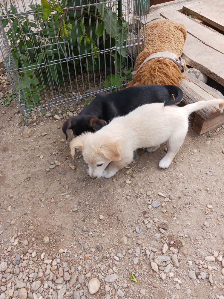 LOUIS - Chiot mâle croisé de petite taille à l'âge adulte - Né environ en Avril 2023 - Adopté par Isabelle en Belgique   35791210