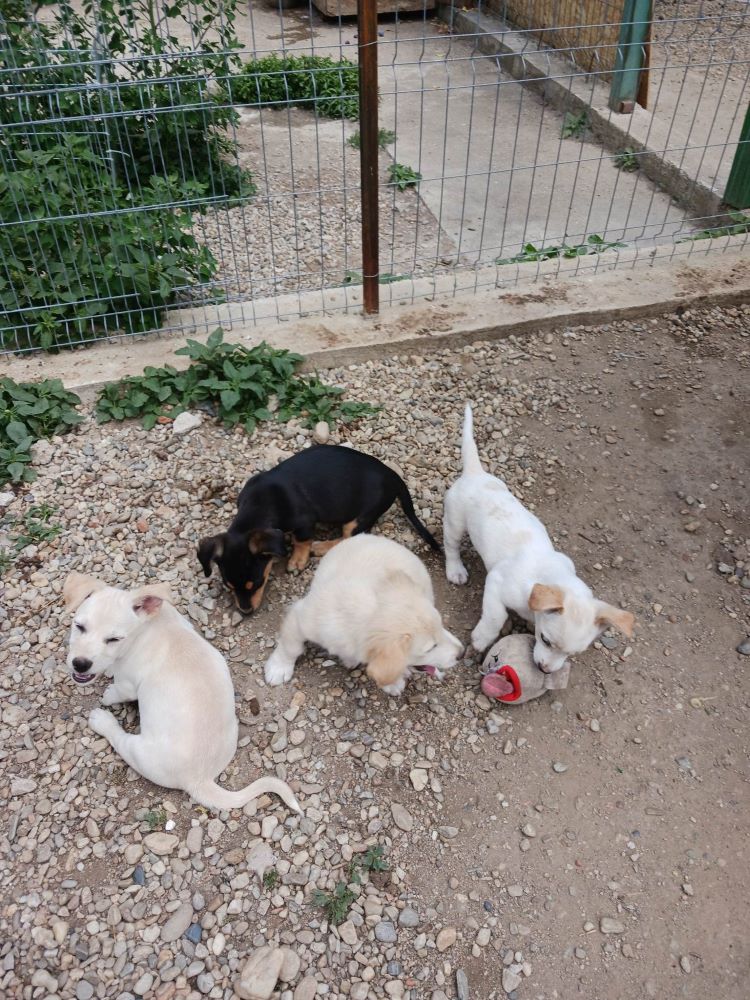 BILLY (ex JULES) -  Chiot mâle croisé de petite taille à l'âge adulte - Né environ en Avril 2023 - Adopté par Aurelie en France(département 28) 35793911