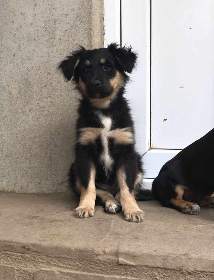 FÉNIX (ex NICE) - Chiot mâle croisé de petite taille à l'âge adulte - Refuge de Monica - Adopté par Emmanuelle en France (département 76) 35797911