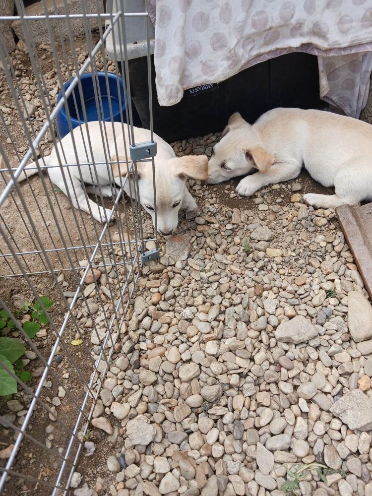 BILLY (ex JULES) -  Chiot mâle croisé de petite taille à l'âge adulte - Né environ en Avril 2023 - Adopté par Aurelie en France(département 28) 35798111