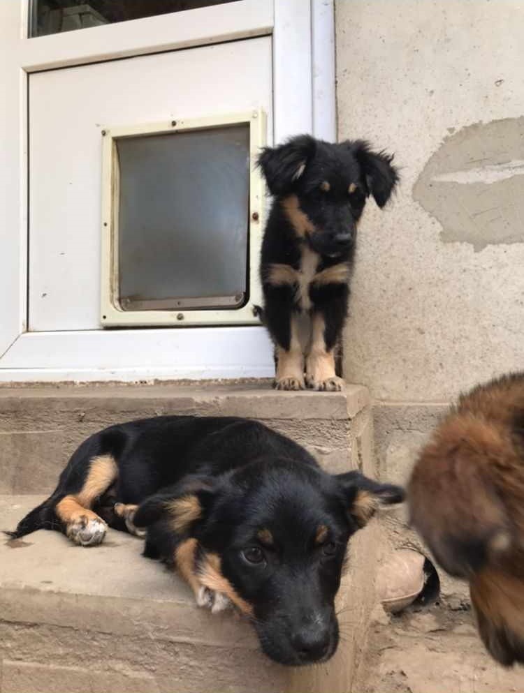 FÉNIX (ex NICE) - Chiot mâle croisé de petite taille à l'âge adulte - Refuge de Monica - Adopté par Emmanuelle en France (département 76) 35798114