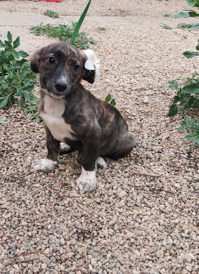 ROSIE - Chiot femelle croisée de taille petite à moyenne à l'âge adulte (courte sur pattes) - Née environ en Mars 2023 - Réservée en Allemagne 35826810