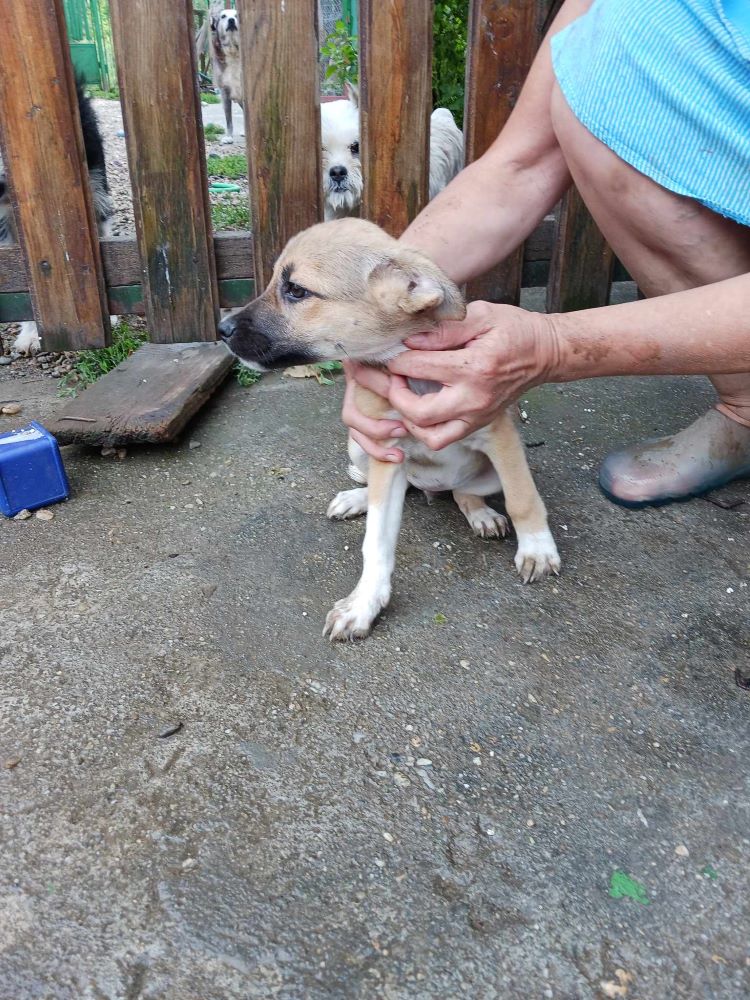 BELLE (ex ANDALOUSE) - Chiot femelle croisée de taille moyenne à l'âge adulte - Née environ en Avril 2023 - Adoptée par Tatiana en Belgique  35878012