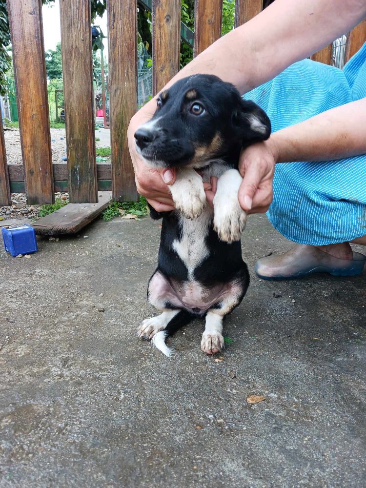 SUKI (ex BEARNAISE) - Chiot femelle croisée de taille moyenne à l'âge adulte - Née environ en Avril 2023 - Adoptée par Anne-Christine en Belgique 35878210