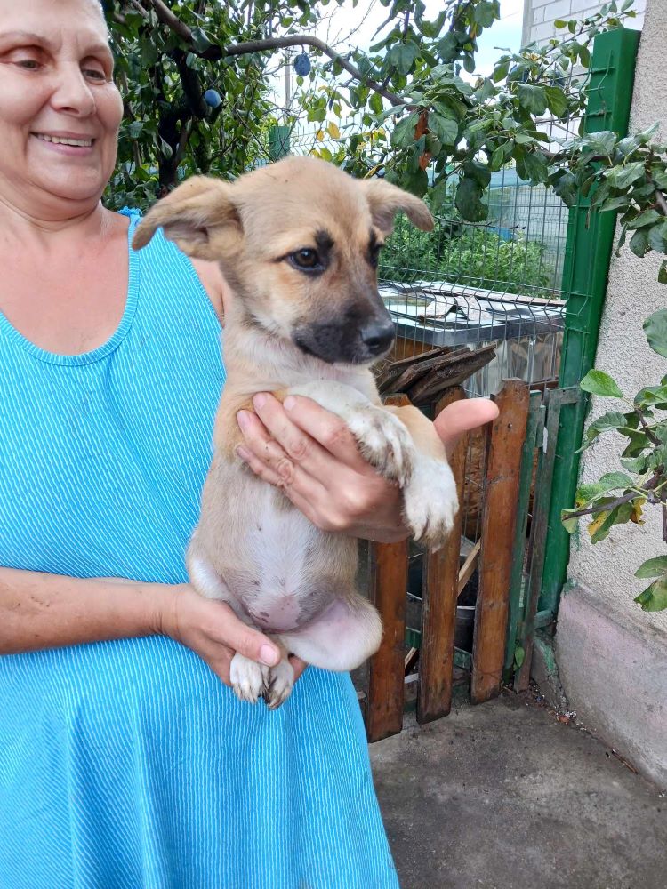 BELLE (ex ANDALOUSE) - Chiot femelle croisée de taille moyenne à l'âge adulte - Née environ en Avril 2023 - Adoptée par Tatiana en Belgique  35882011