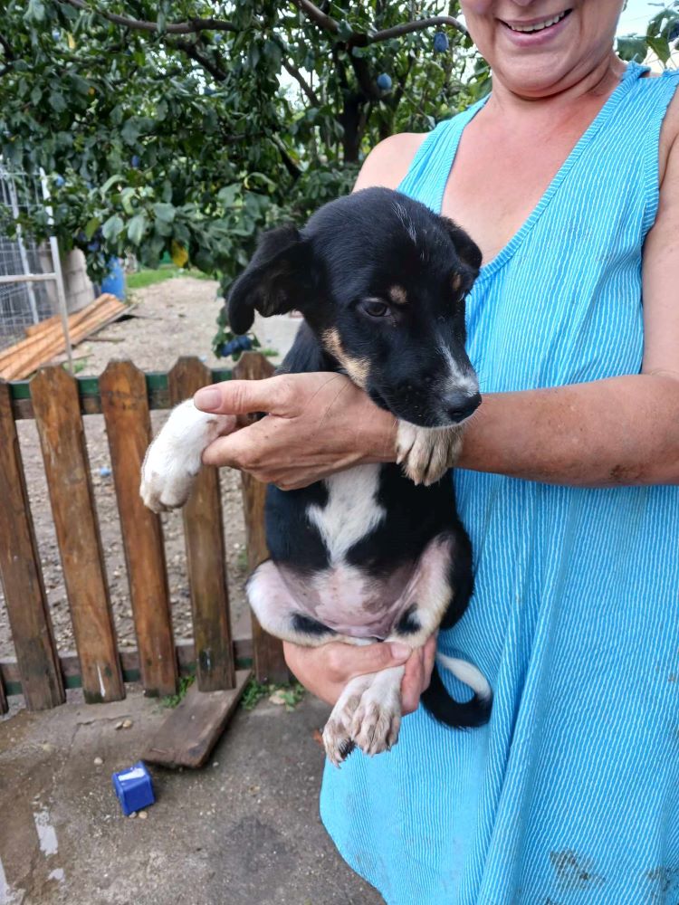 SUKI (ex BEARNAISE) - Chiot femelle croisée de taille moyenne à l'âge adulte - Née environ en Avril 2023 - Adoptée par Anne-Christine en Belgique 35943810