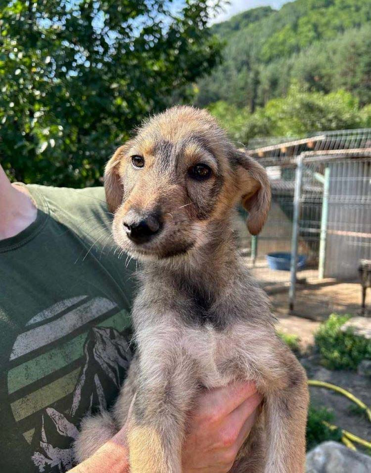 BISCUIT - Chiot mâle croisé de taille moyenne à l'âge adulte - Né environ en Avril 2023 - Refuge de Monica - Adopté via une autre association 35962610