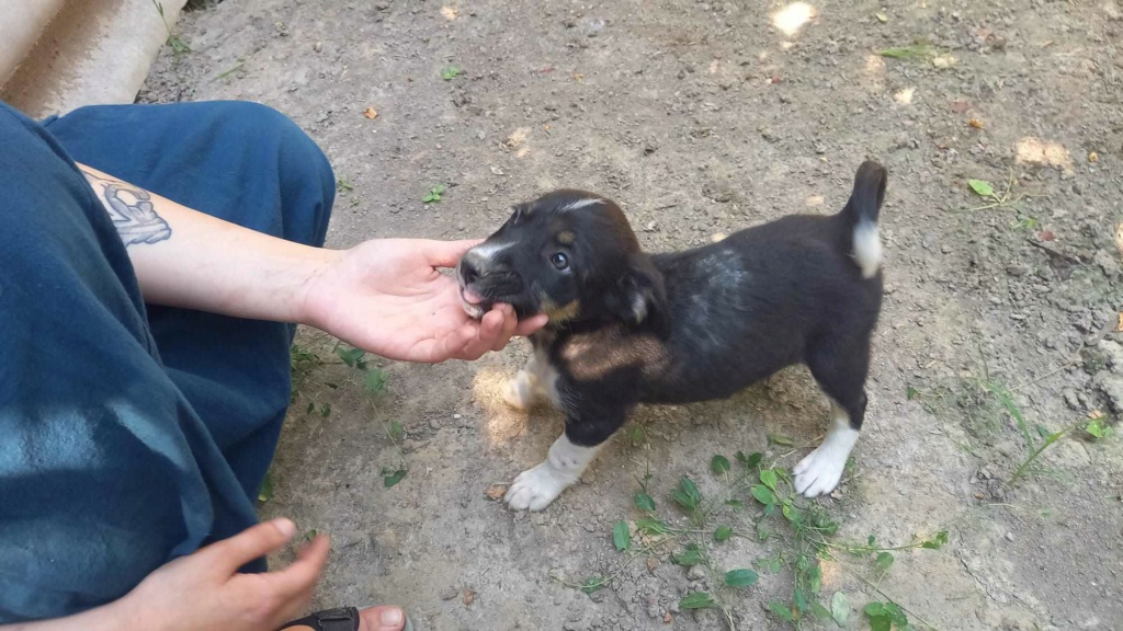 SUKI (ex BEARNAISE) - Chiot femelle croisée de taille moyenne à l'âge adulte - Née environ en Avril 2023 - Adoptée par Anne-Christine en Belgique 35968510