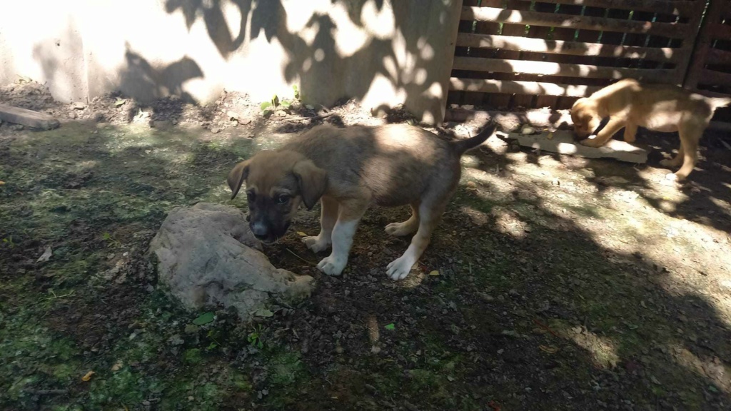 JOY (BECHAMEL) - Chiot femelle croisée de taille moyenne à l'âge adulte - Née environ en Avril 2023 - Adoptée par Gérald en Belgique  35989710