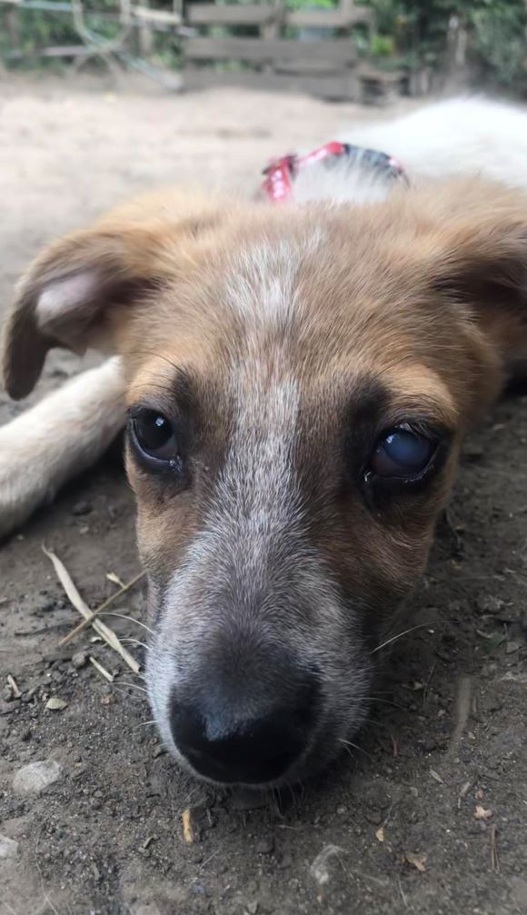 SOPHIE (Blanche) - Chiot femelle croisée de taille moyenne à l'âge adulte - Née environ en Mars 2023 - Refuge de Maya - Adoptée par Isabelle en Belgique  36109410