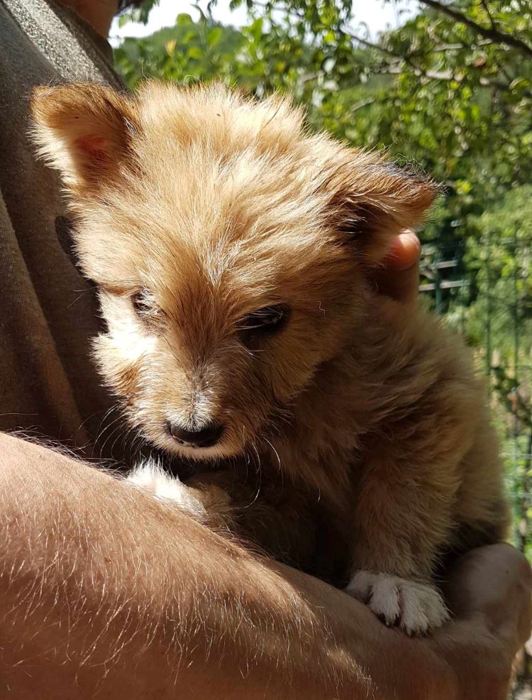 COLA - Chiot mâle croisé de taille petite à moyenne à l'âge adulte - Né environ en Mai 2023 - Refuge de Monica - Adopté par Aranza en France (dpt 75) 36116512